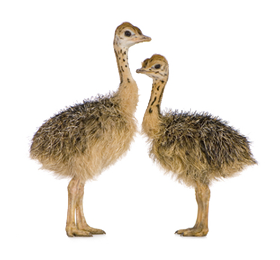 baby-emus